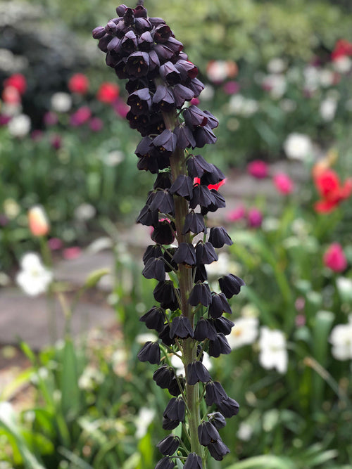 Fritillaria Persica, black purple blooms in spring