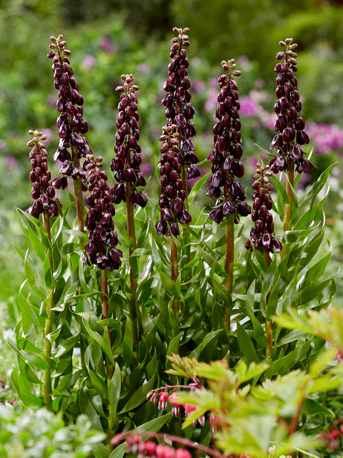 Fritillaria in sunny garden border