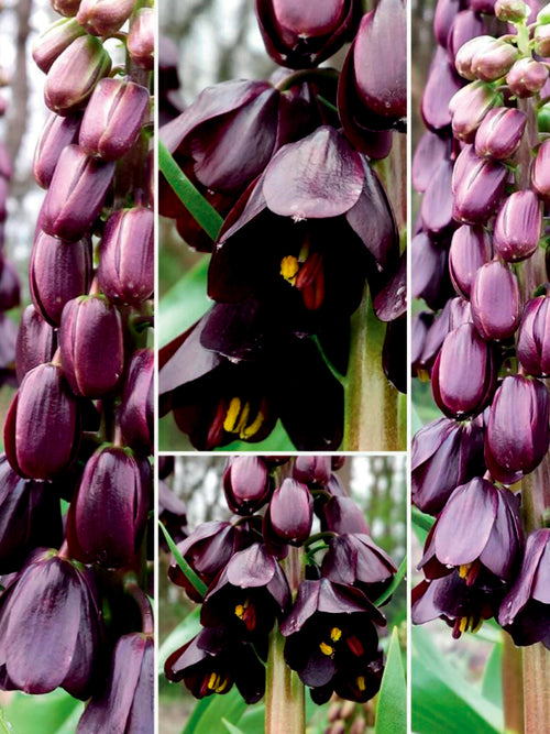 Dark purple Persian lily blooms