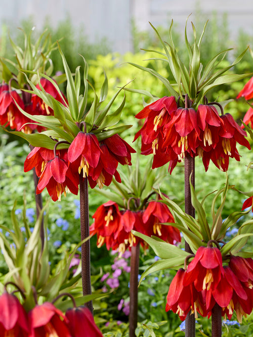 Buy Fritillaria Red Beauty Bulbs