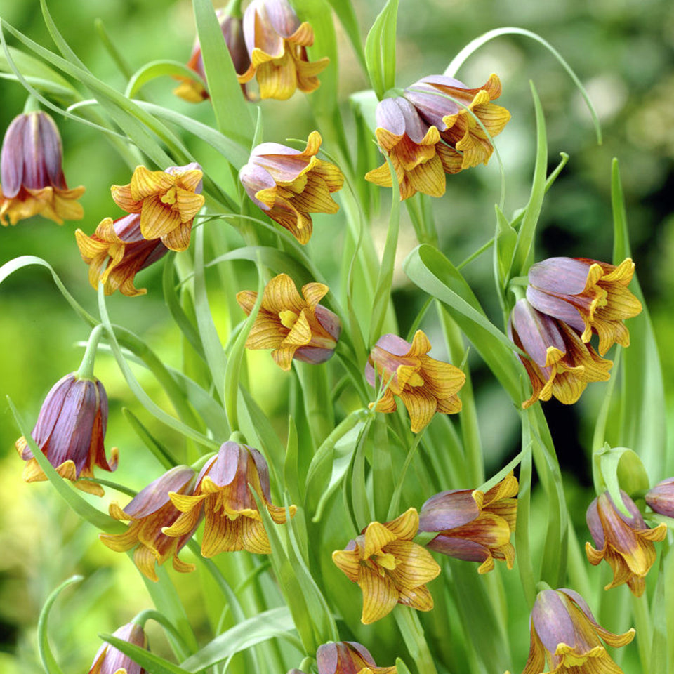 Fritillaria Uva-Vulpis