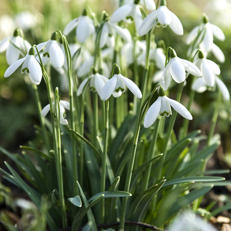 Snowdrops - Galanthus Early Blooming Bulbs