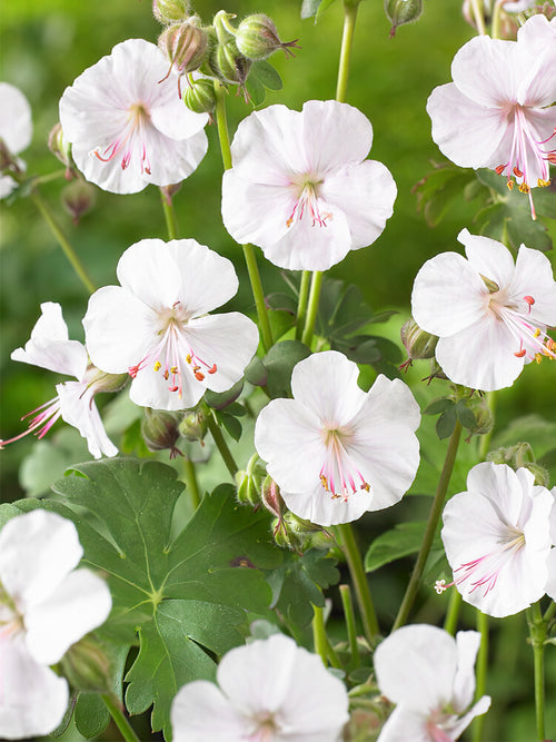 Geranium Biokovo bare roots for Spring Shipping and planting in UK