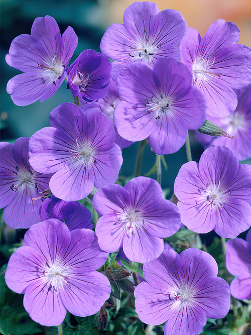 Geranium Brookside bare roots