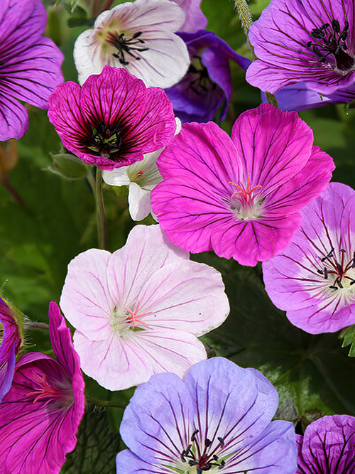 Mixed Geranium Bare Roots for Spring Planting