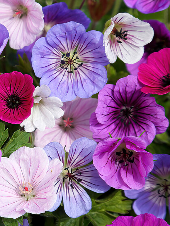 Pink, Purple, Lilac Mixed Geranium Bare Roots