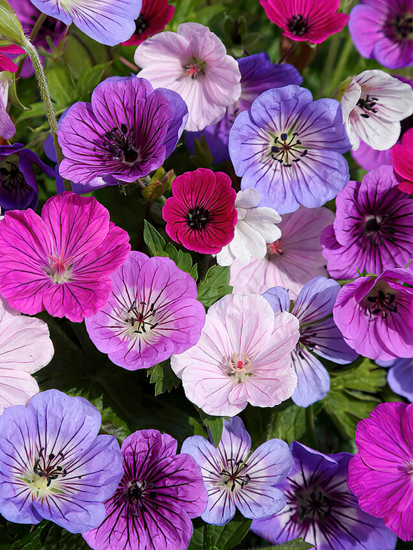 Colourful Mixed Geranium Bare Roots for UK Shipping in Spring