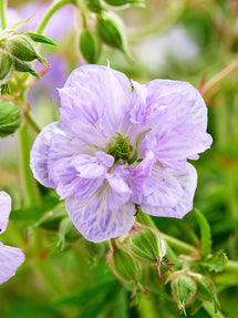 Geranium Cloud Nine