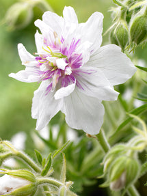 Geranium Double Jewel