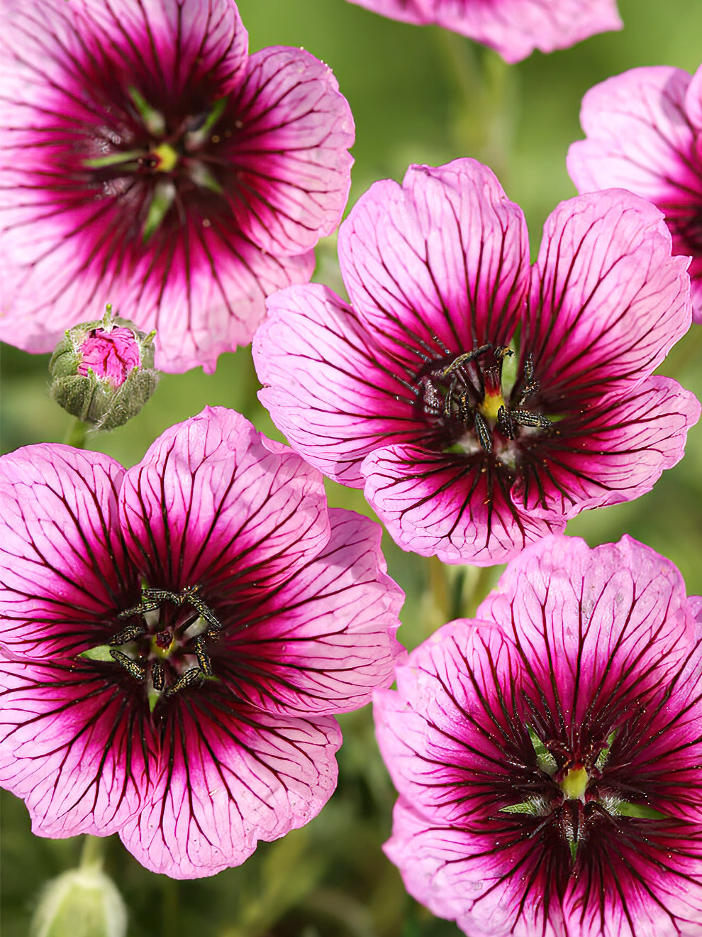 Geranium 'Jolly Jewel Violet' | Bare Root Geraniums | DutchGrown™ UK