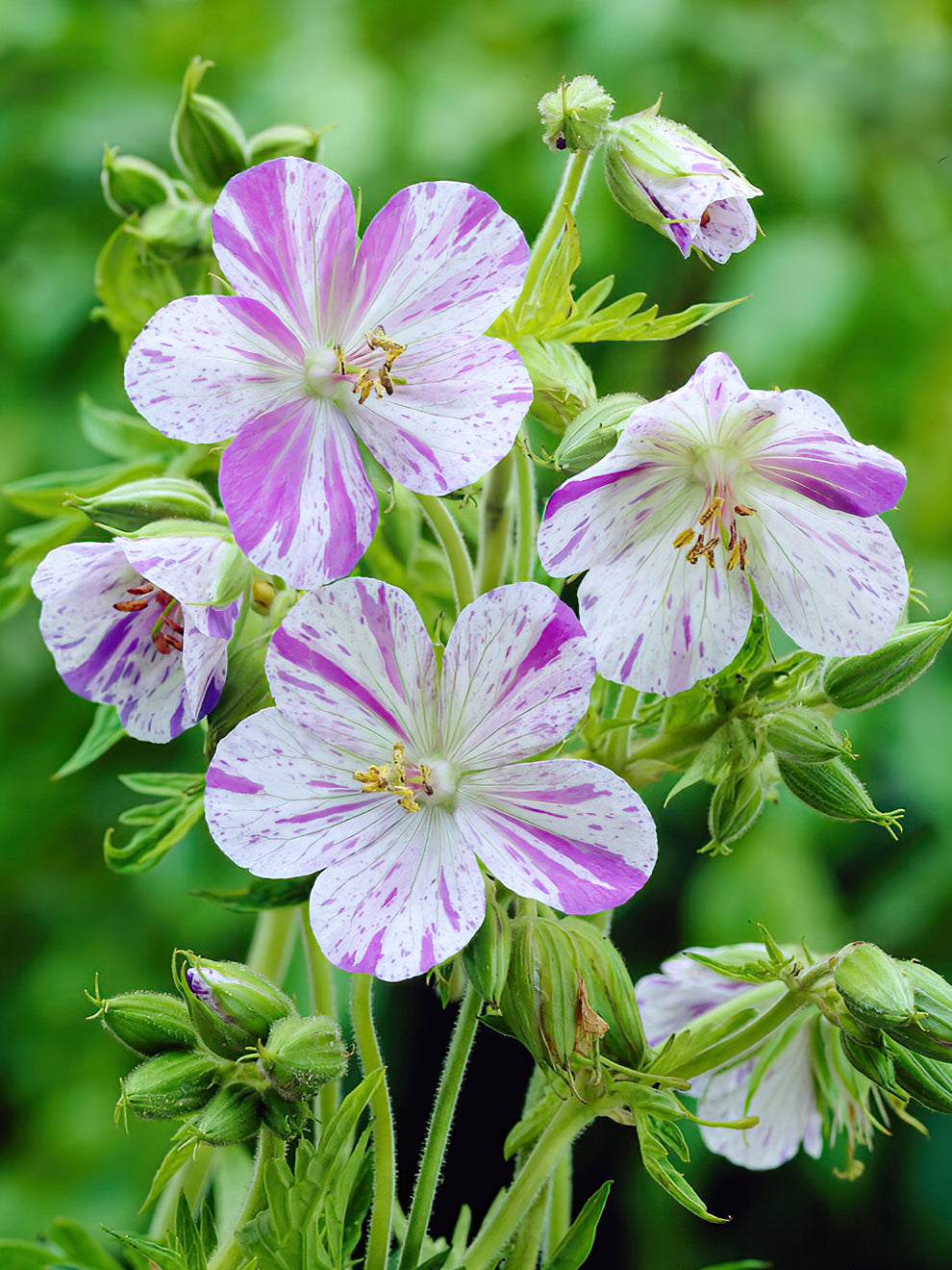 Geranium 'Splish Splash' | Bare Root Geraniums | DutchGrown™ UK