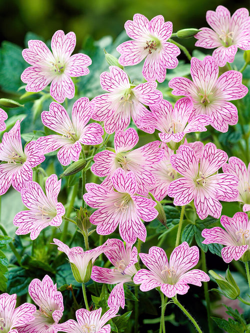 Geranium Versicolor