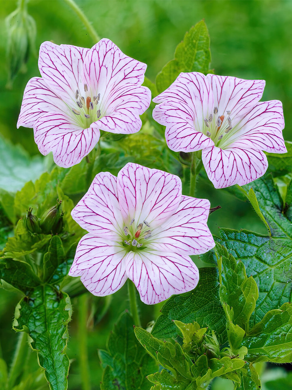 Gift Geranium Geranium 'Walters's Gift' | Bare Root Geraniums | DutchGrown™ UK