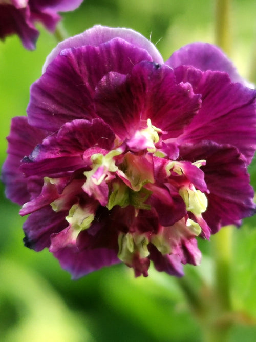 Cranesbill Geranium 'Joseph Green' bare roots