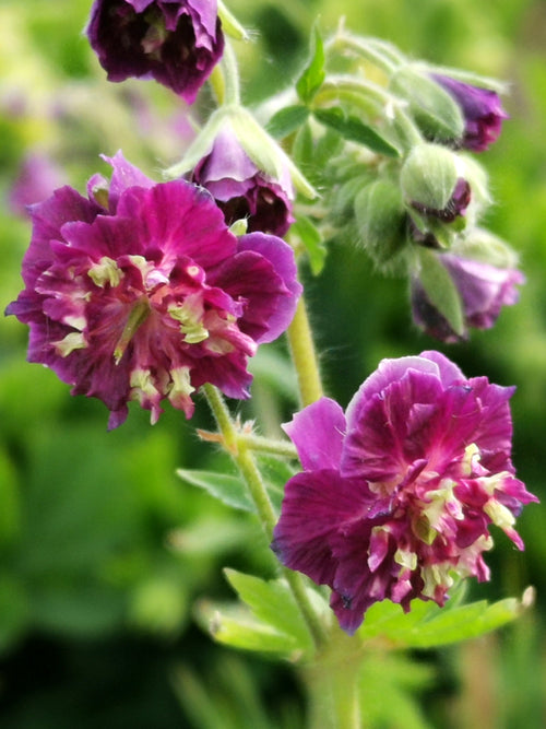 Geranium 'Joseph Green' plants Cranesbill