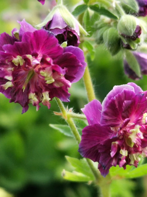 Bare Roots Cranesbill Geranium 'Joseph Green'