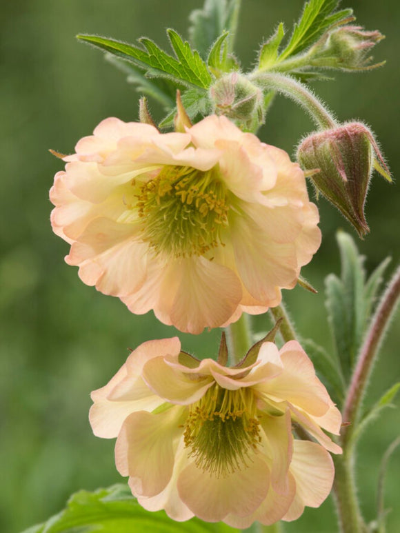 Geum Apricot Pearl