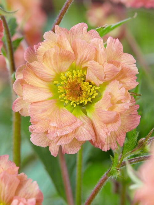 Geum Mai Tai