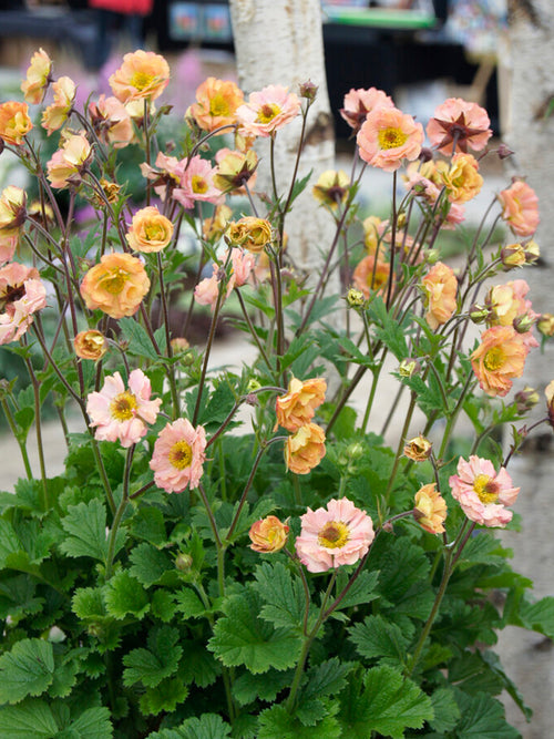 Geum Mai Tai