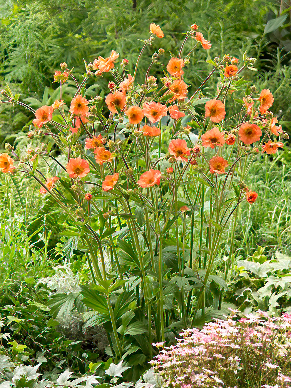 Geum Totally Tangerine Bare Root Plants DutchGrown UK geum-totally-tangerine-bare-root-plants-dutchgrown-uk