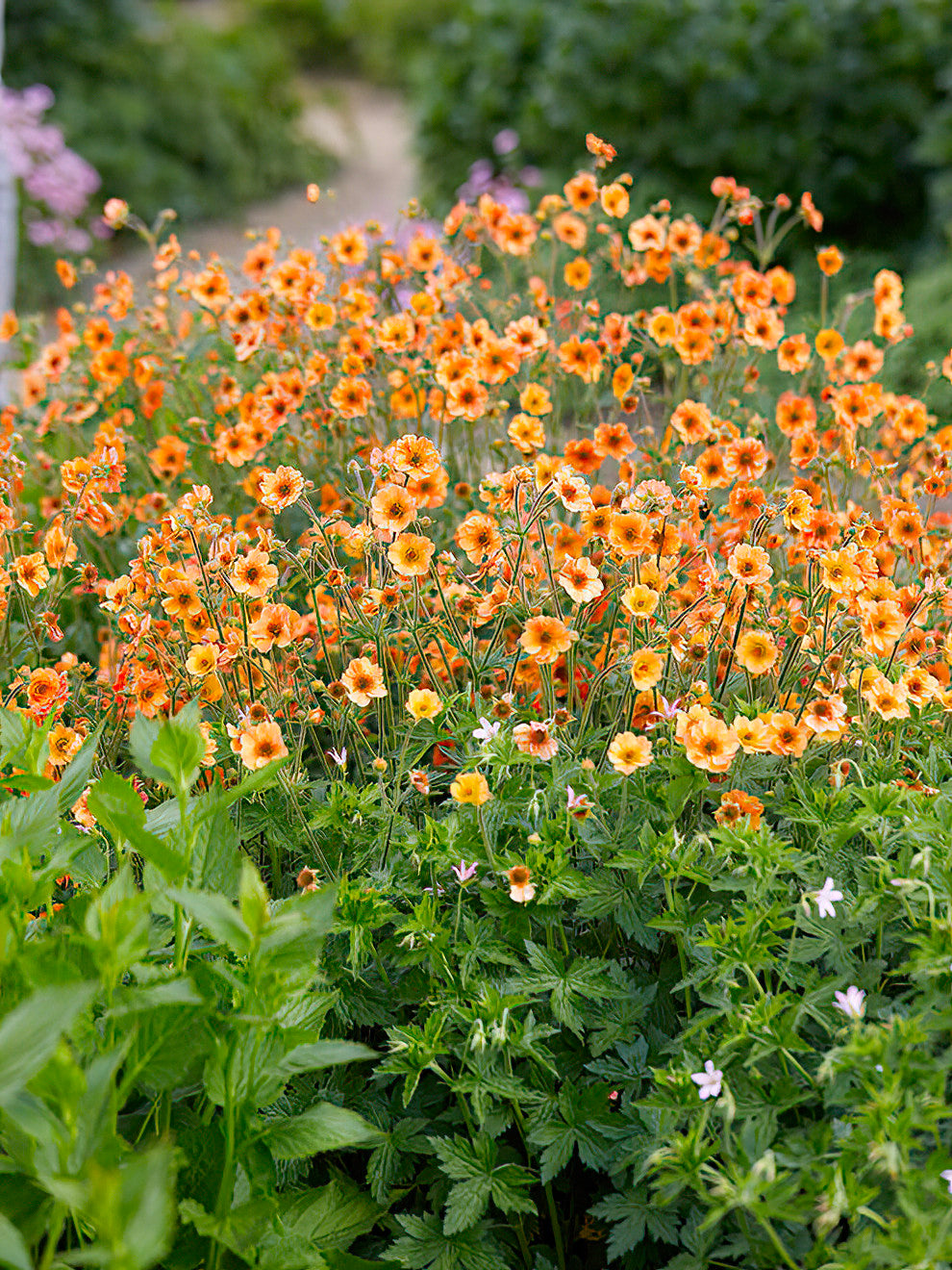Geum Totally Tangerine Bare Root Plants DutchGrown UK geum-totally-tangerine-bare-root-plants-dutchgrown-uk