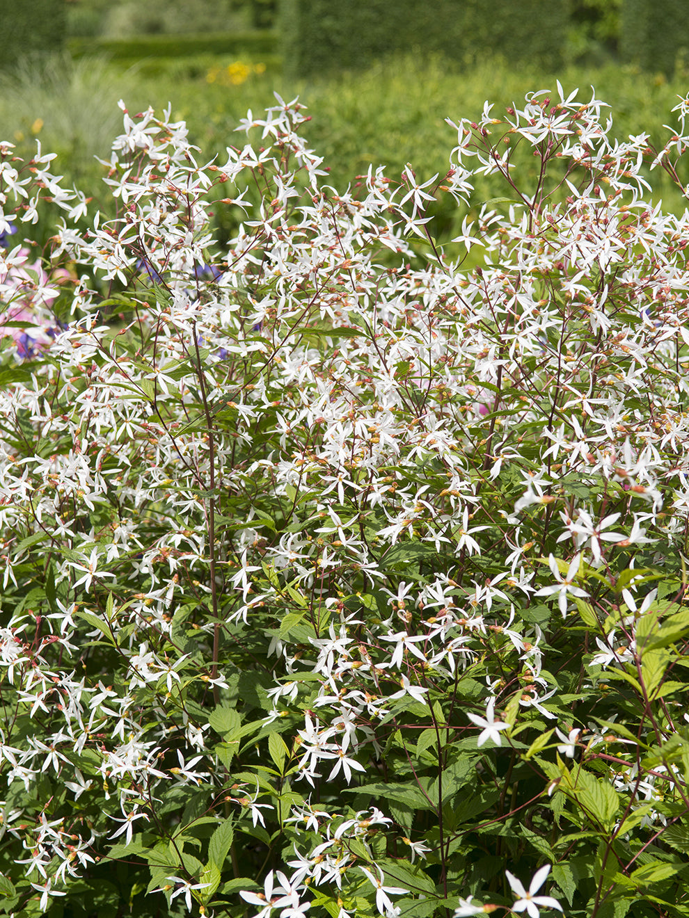 Gillenia trifoliata (Bowman’s Root) Plants | DutchGrown™ UK