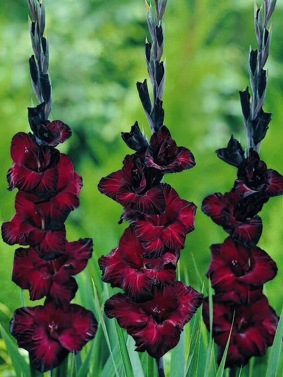 Gladiolus Black Star