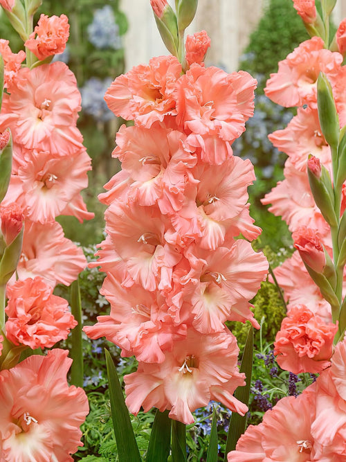 Gladiolus Bulbs Blushed Look