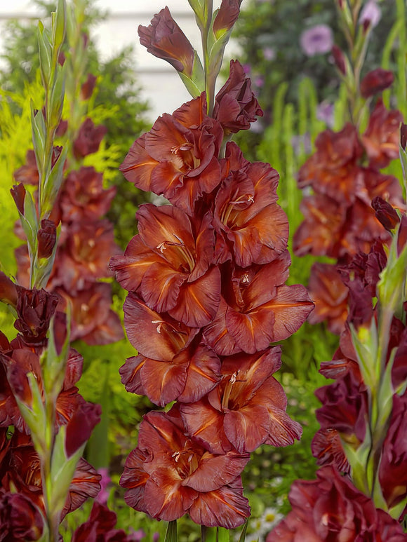 Gladiolus Chocolate