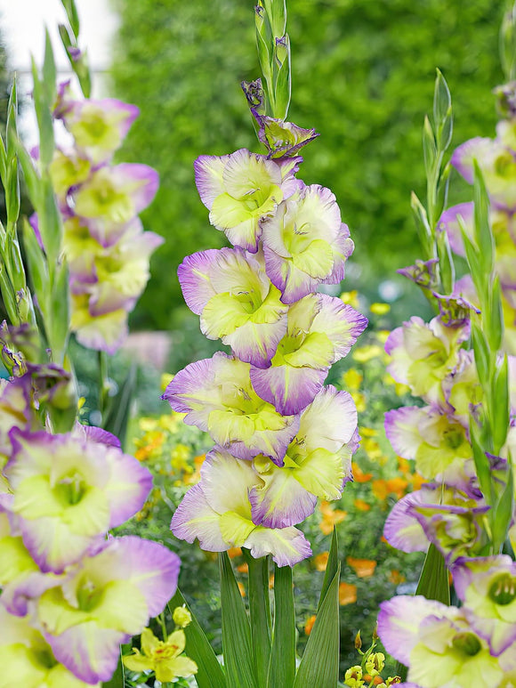 Gladiolus Moonlight Shadow