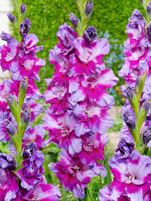 Gladiolus Purple Art