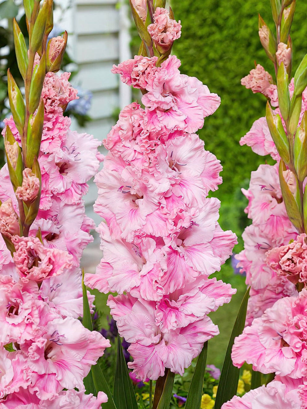 What Is Gladiolus In Medical Terms at Emily Armytage blog