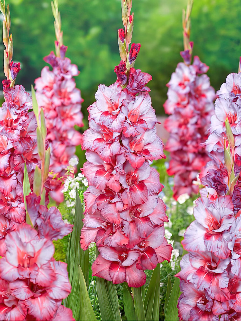 Gladiolus Teds Trumpet | Buy Gladiolus Bulbs | DutchGrown™ UK
