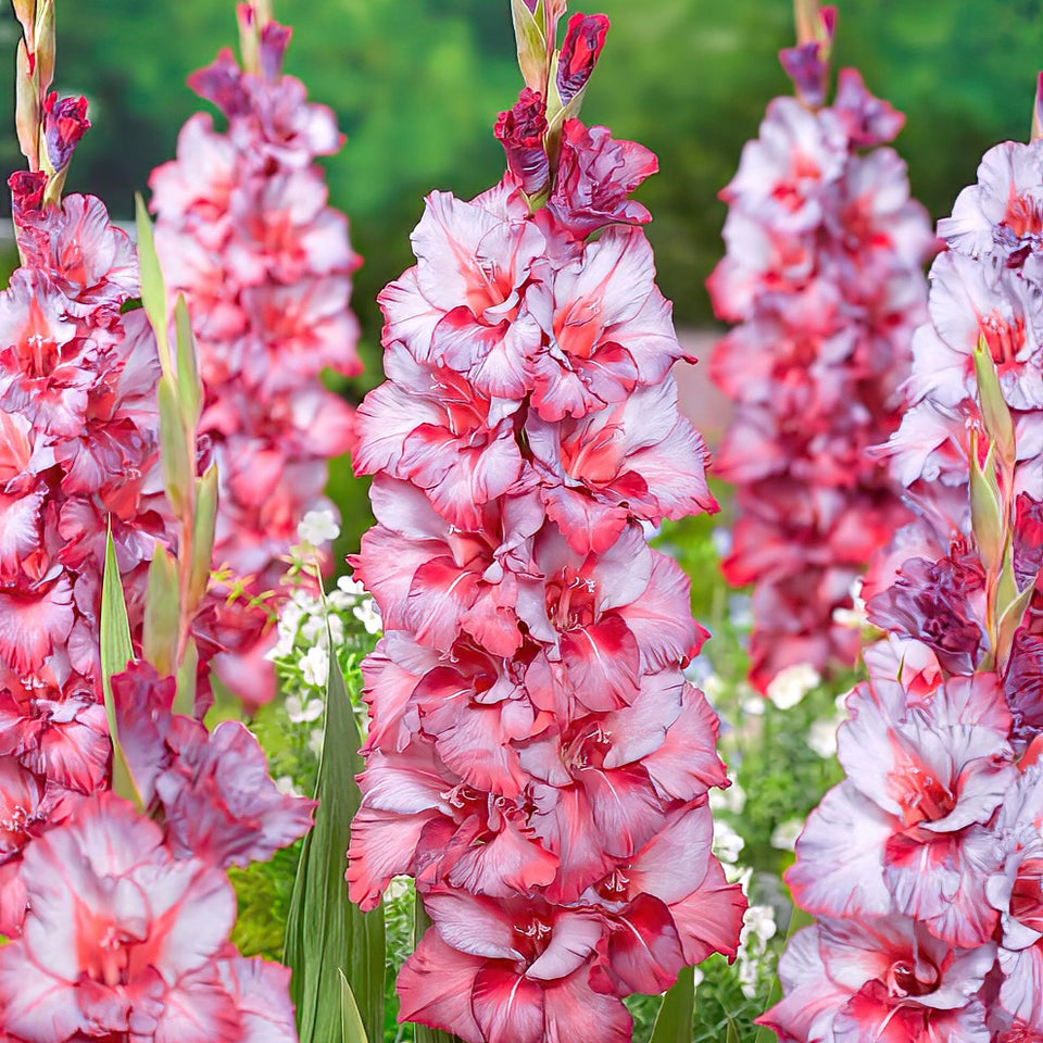 Gladiolus Teds Trump