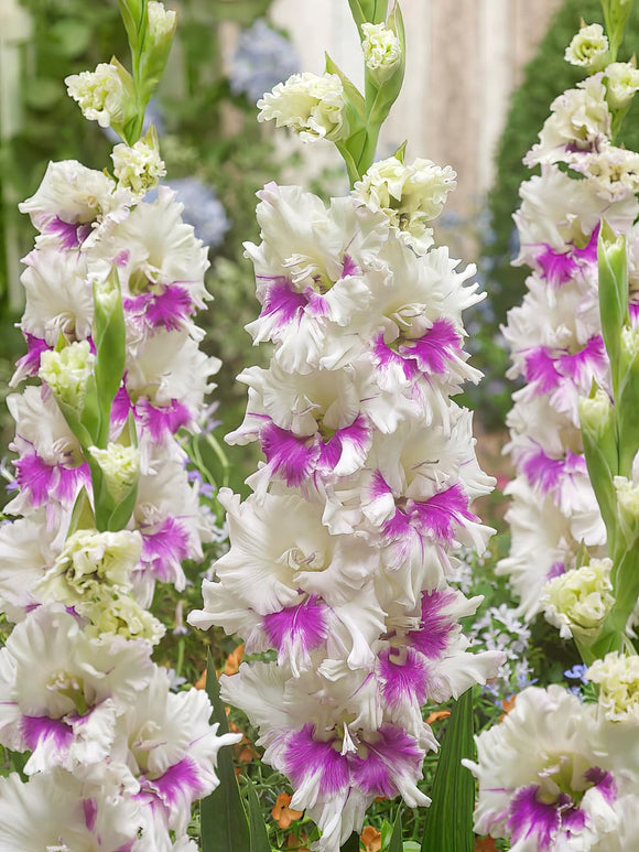 Gladiolus Bulbs Violet Heart