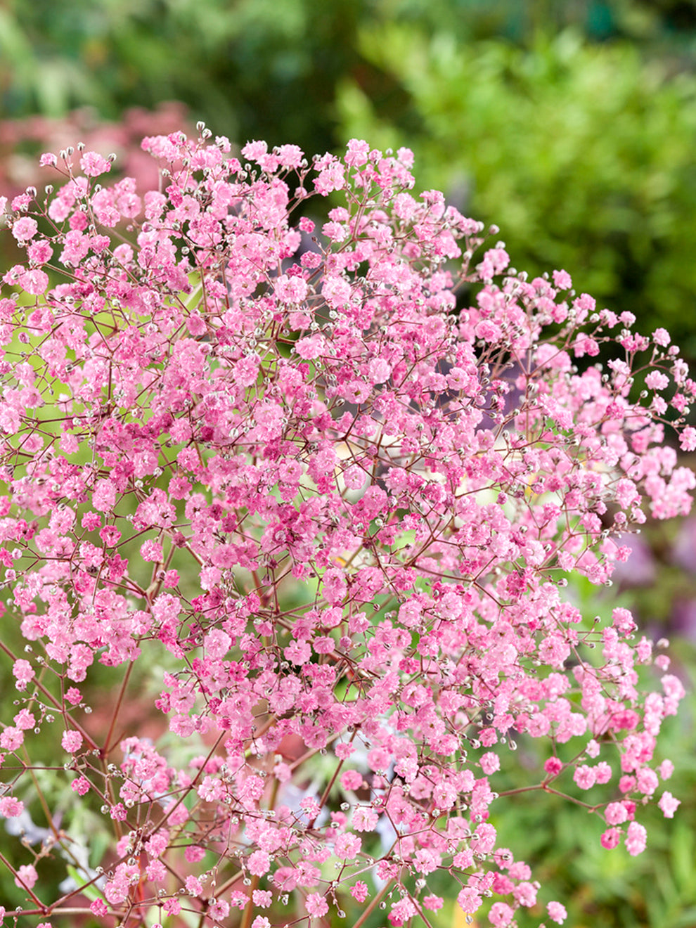 Baby Breath Flowers Gardens How To Grow Baby's Breath (gypsophila