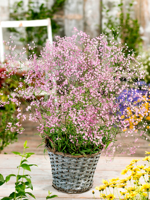 Gypsophila paniculata Rose