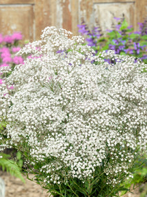 Gypsophila paniculata White (White Baby's Breath)