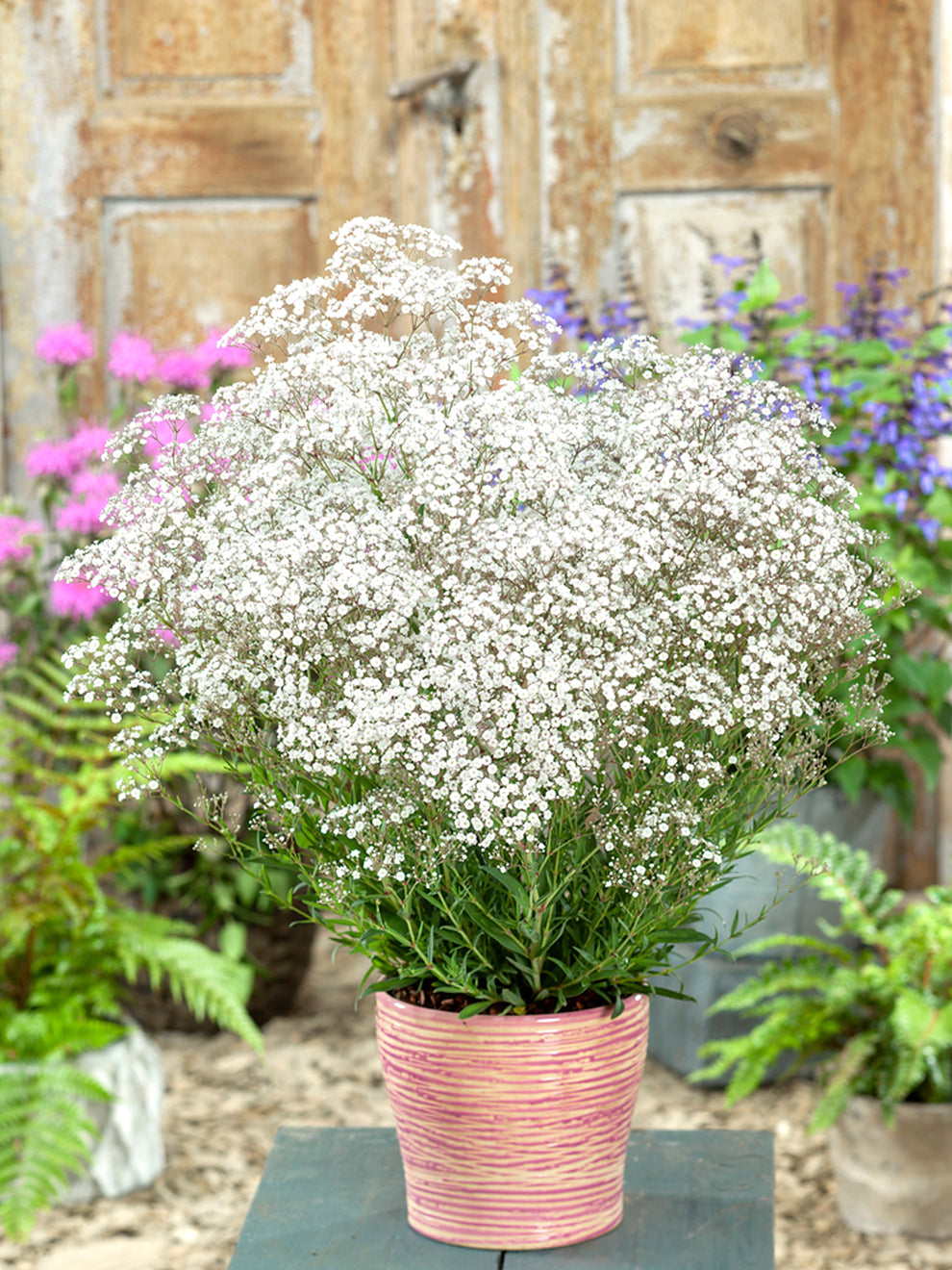 Gypsophila Paniculata White Baby s Breath Bare Roots DutchGrown UK gypsophila-paniculata-white-baby-s-breath-bare-roots-dutchgrown-uk