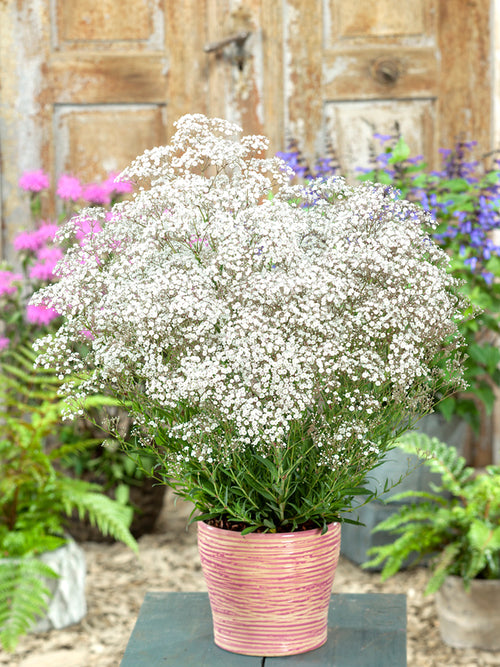 Gypsophila paniculata White Bare Roots