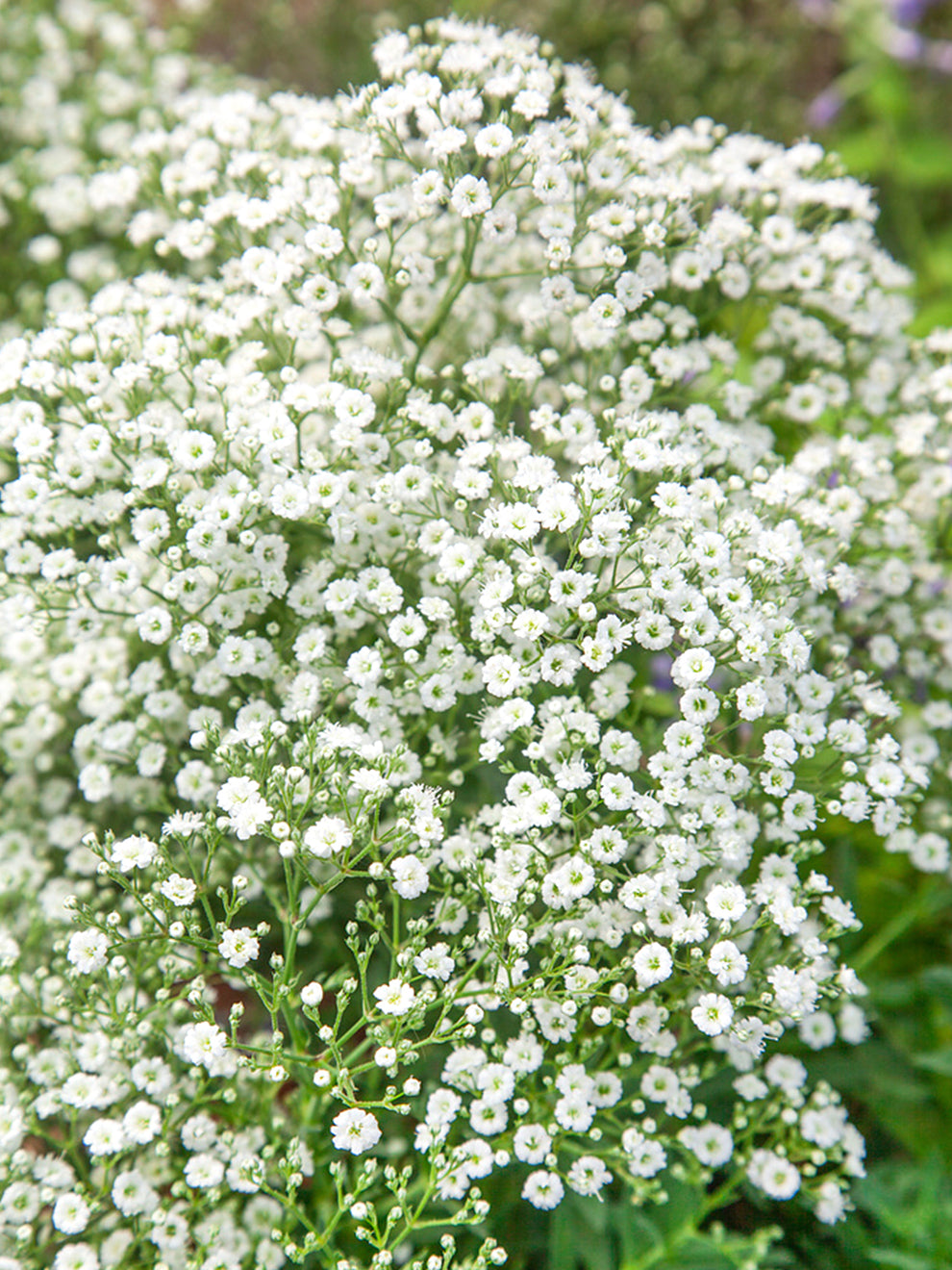 Gypsophila paniculata White | Baby's Breath Bare Roots | DutchGrown™ UK
