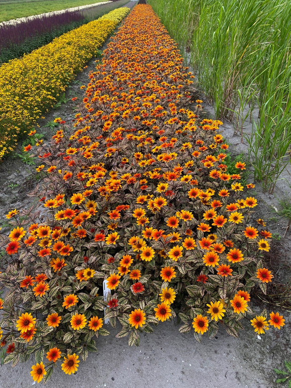 Heliopsis Orange Marble - rough oxeye bare root plants