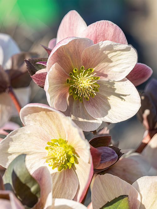Buy Helleborus Apricot Beauty for UK Shipping