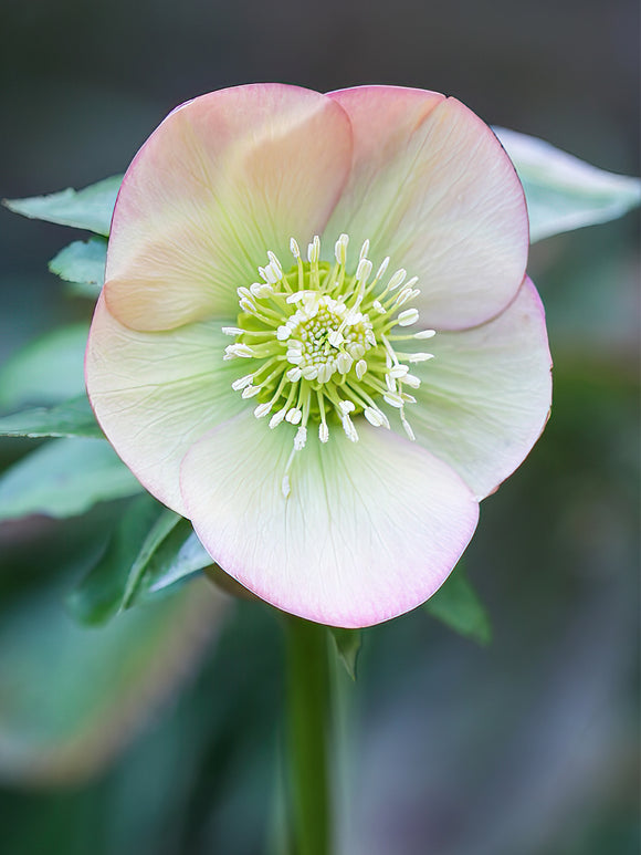 Helleborus Apricot Beauty bare roots 