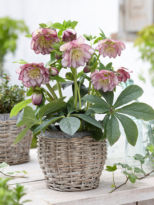 Buy Helleborus Double Ellen Picotee