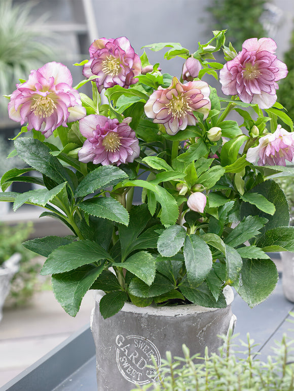 Helleborus Double Ellen Pink