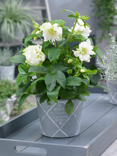 Buy Helleborus Double Ellen White