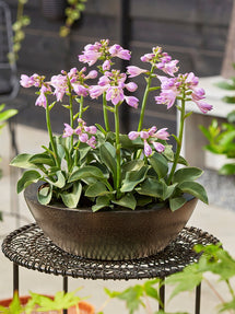 Hosta Blue Mouse Ears