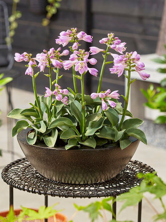 Buy Hosta Blue Mouse Ears from Holland