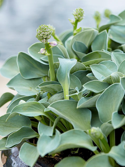 Buy Hosta Blue Mouse Ears from Holland
